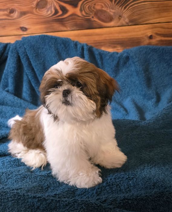 Shih-tzu chłopiec