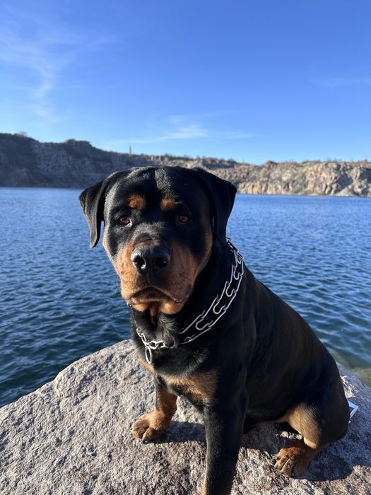 Крупний щенок ротвейлера