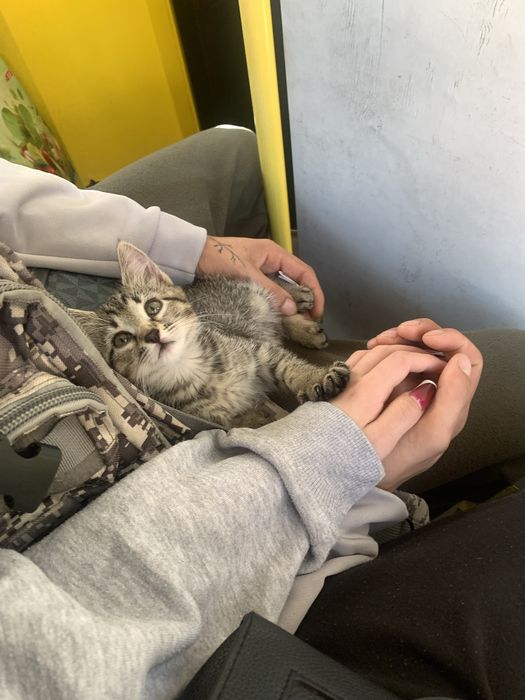 маленьке кошеня