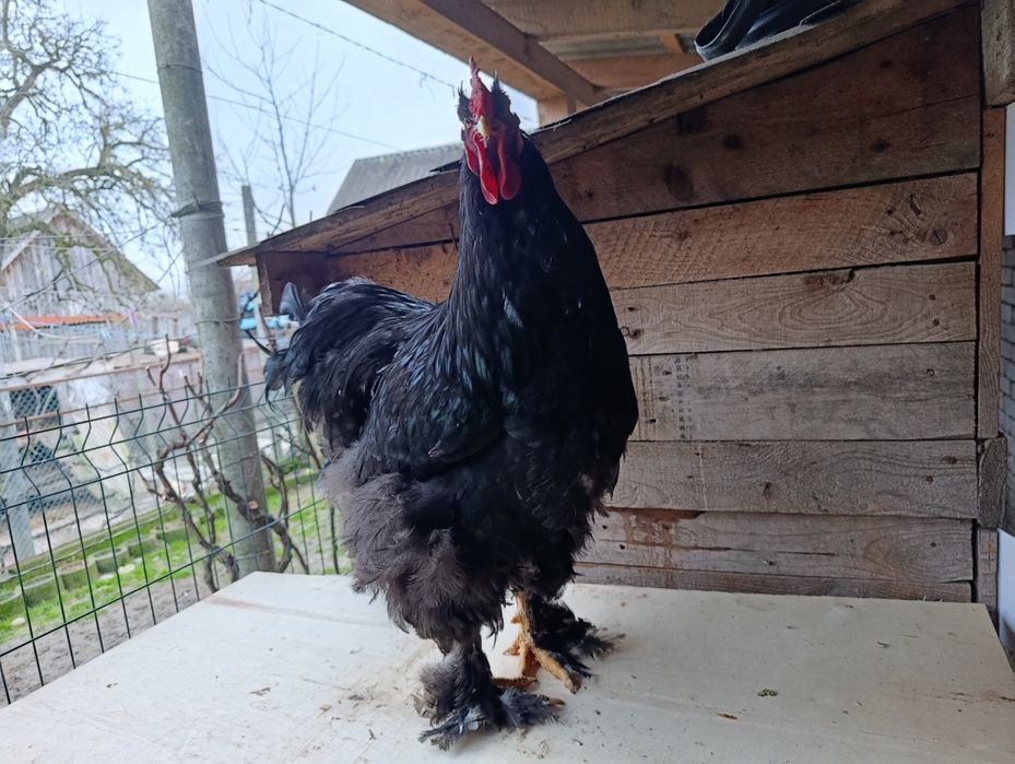 Півники чорного кохінхіна