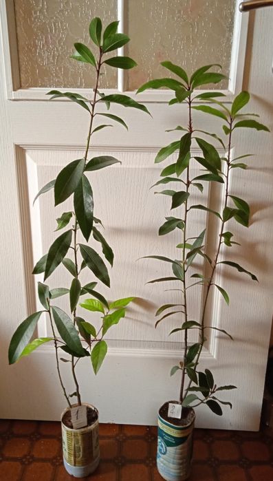 Комнатные цветы лавровый лист,  фиалка, папоротник , хоста