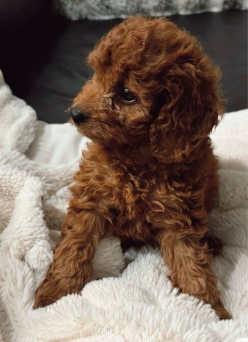 Мальтипу хлопчик чекає на люблячу родину Мальтипу міні Мальтипу ф1