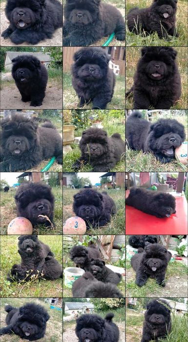 Niebieski Pies Chow Chow Dorosły Mazowieckie.