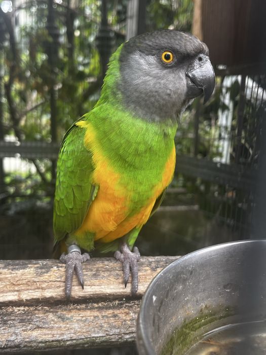 Vendo papagaio Senegal