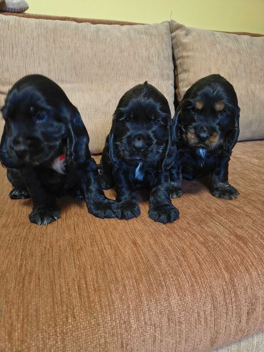 cocker spaniel angielski piękny piesek