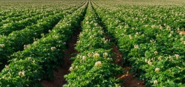 Ziemniaki  Bellarosa i Jurek