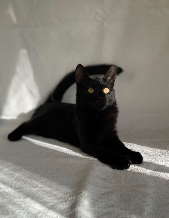Котята котики отдам котенок мальчик