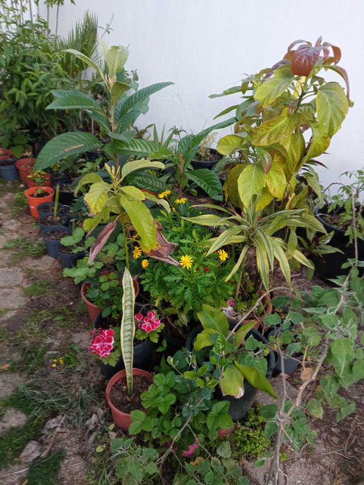 Vendo várias plantas