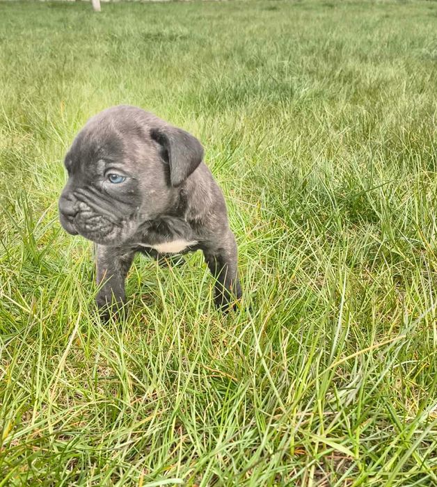 Cane Corso Pies szczeniak