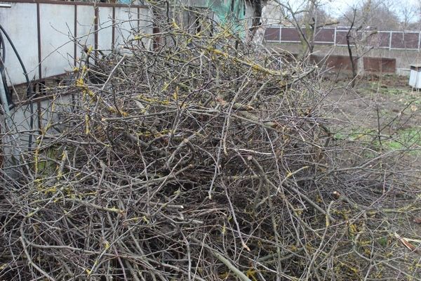 Гілки кущів та дерев, деревяні відходи, старі  дошки  (візьму в дар)