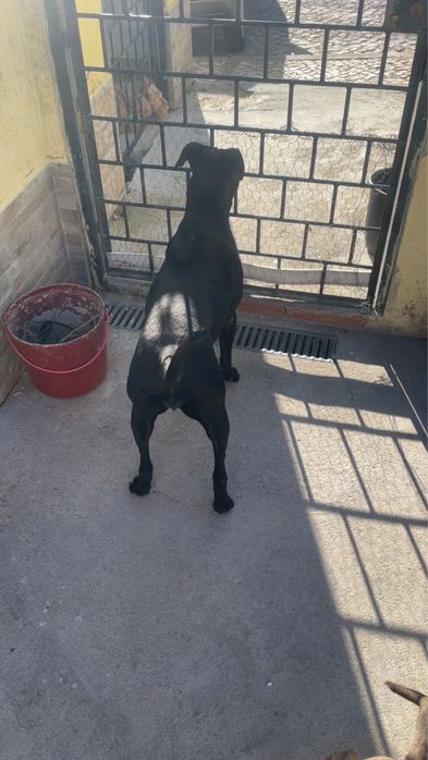 Cadela docil e carente pra adocao 3 anos, TODAS AS VACINAS