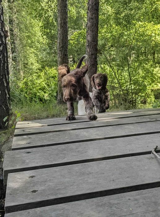 Szczeniak Polski Spaniel Myśliwski