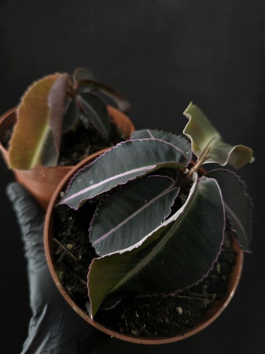 Рідкісні варієгатні колекційні рослини