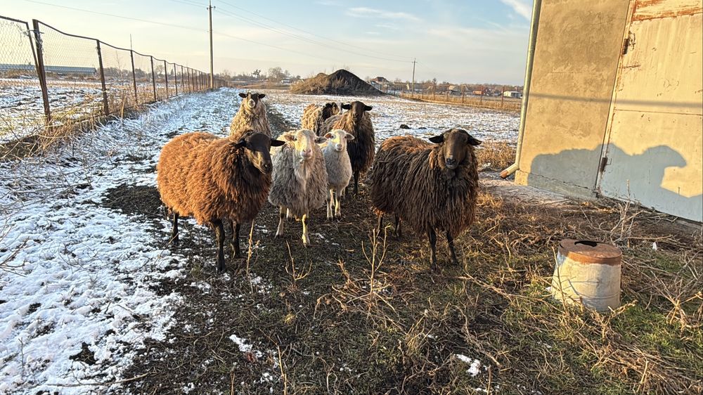 Барани на мʼясо, розплід