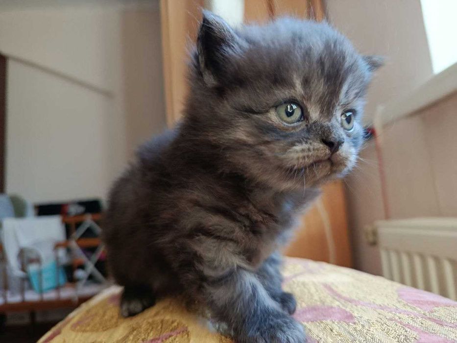 Кошенята в добрі руки