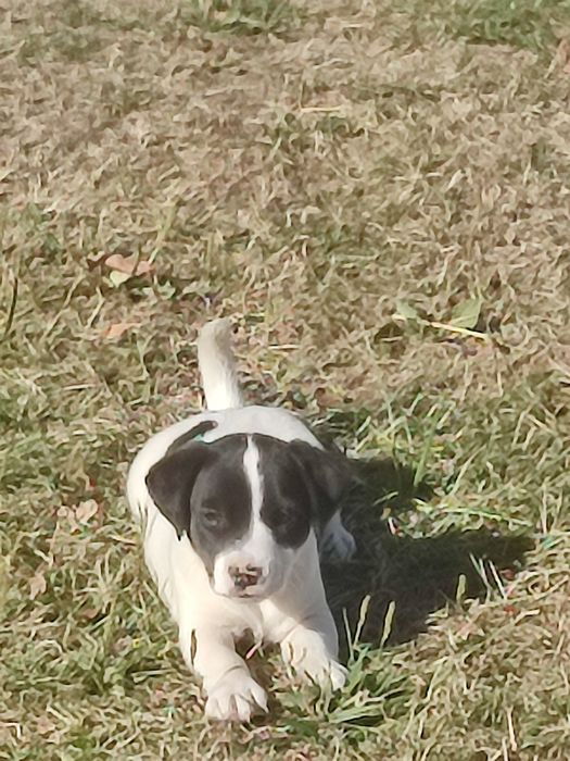 Jack Russell terrier