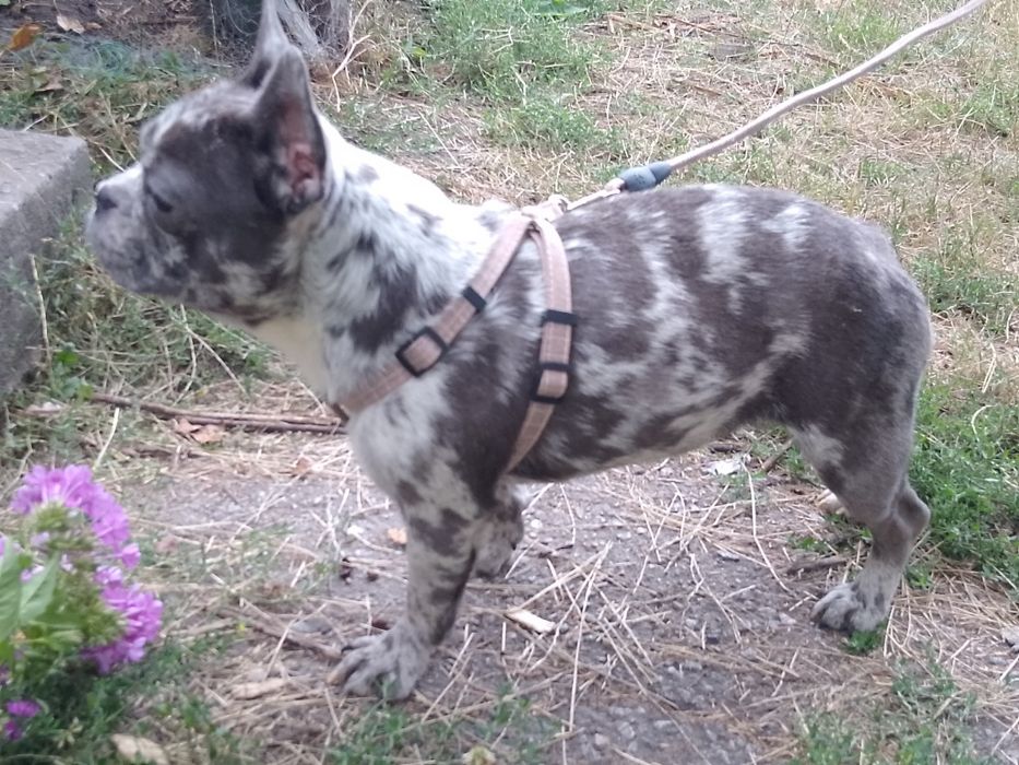 Французький бульдог дівчинка