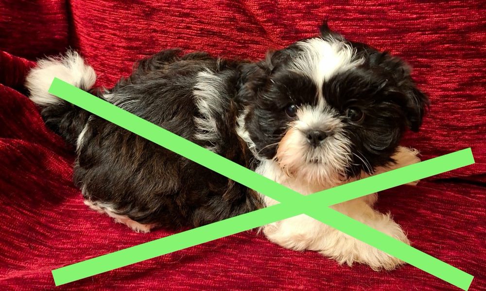 Cudowny szczeniak SHIH-TZU piesek