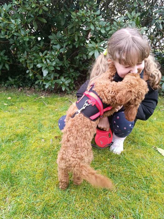 Пропонуємо той пудель і мальтіпу , Чернівці