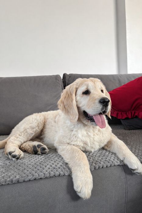 Golden retriever przepiękna sunia Arisa