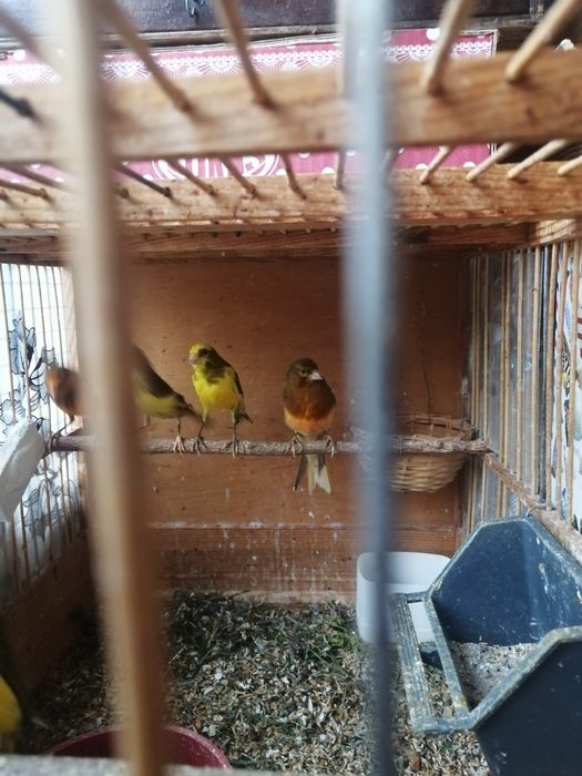 Клетка для певчих птиц