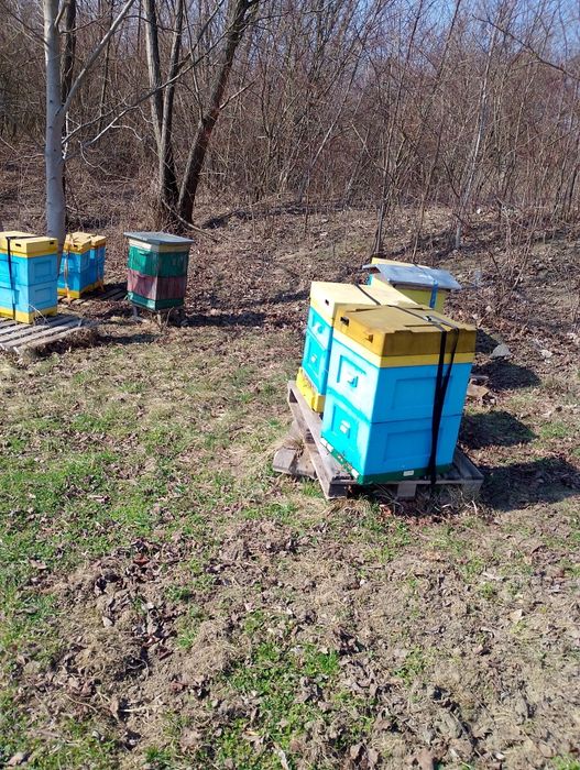 Sprzedam rodziny pszczele przezimowane