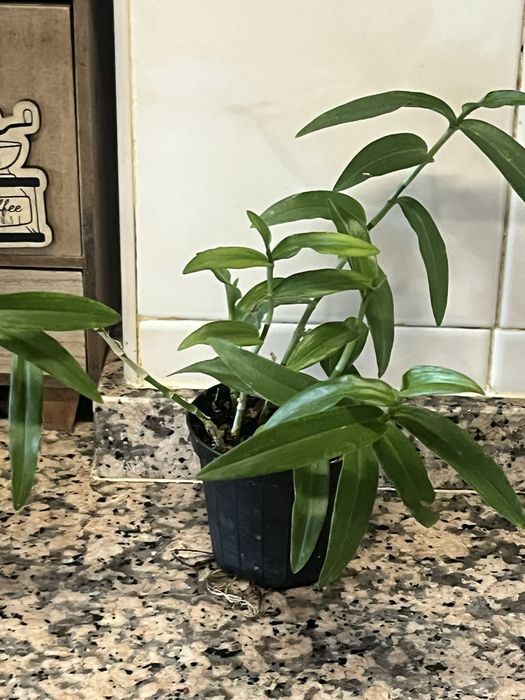 Plantas de coleção
