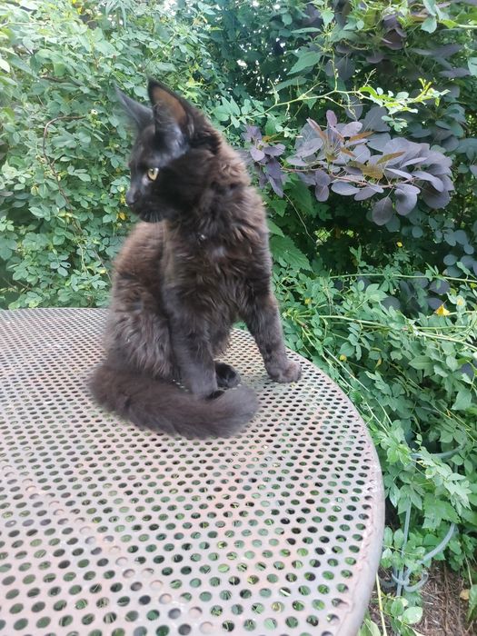 3miesieczny kocurek czarny, MAINE COON