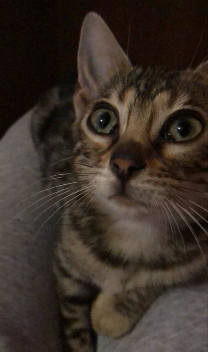 Бенгальські котята