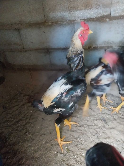 Indios e Faveroles  galo com menos de 1 ano