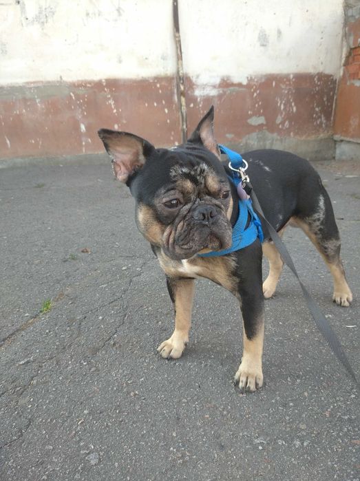 Француз ищет француженку