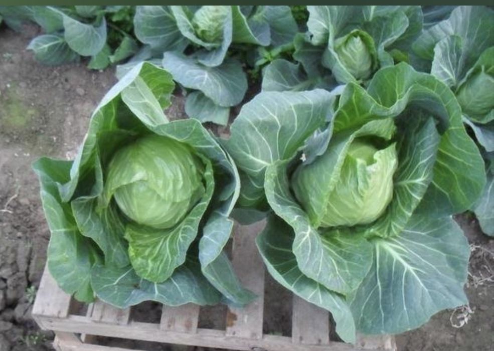 Młoda kapusta i kalafiory od Rolnika