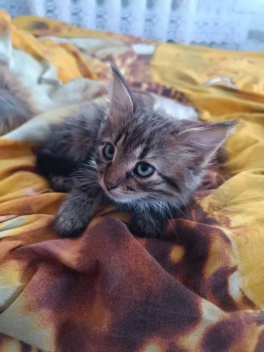 ласковые малыши очень ждут, когда хоть кто-то их полюбит.