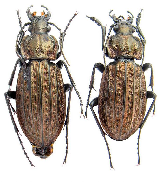 Турун Менергеймі коллекция насекомые комахи, жуки, ентомологія