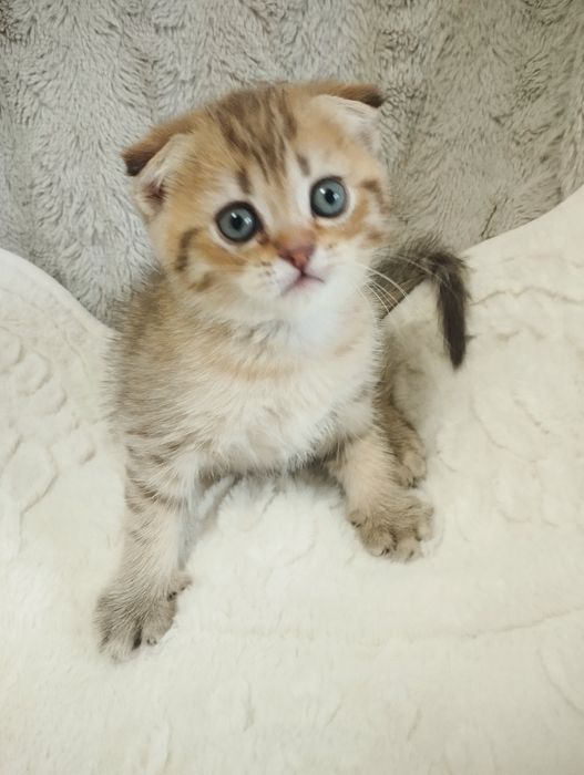 Шотландській скотіш фолд хлопчик