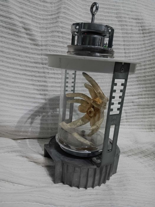 Alien Facehugg em invólucro