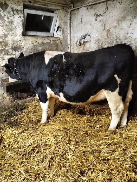 Jałówka wysokcielna