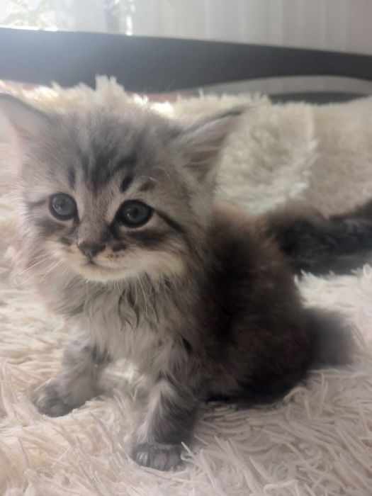 Кошенята шукають люблячу родину.Безкоштовно