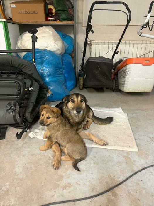 Pieski szczeniaczki do oddania w dobre ręce