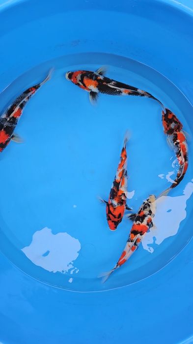 Carpas KOi - Showa - Tosai