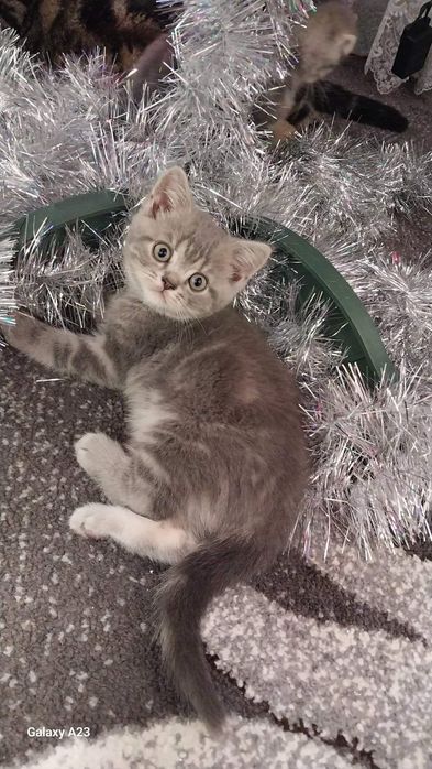 Шотландські чистокровні кошенята. 
Батьки живуть в одній сім'ї. 
Народ