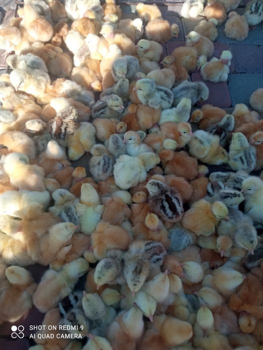 Курчата-каченята