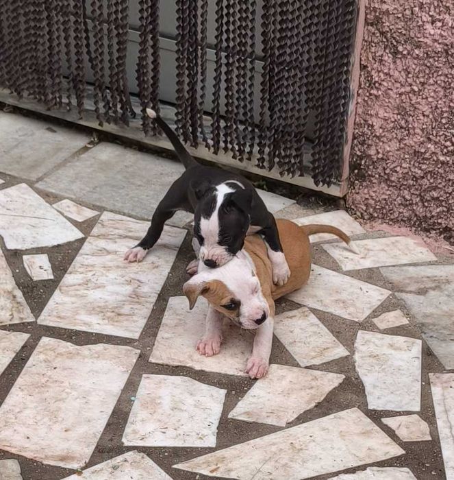 Cachorrinhos para adopção