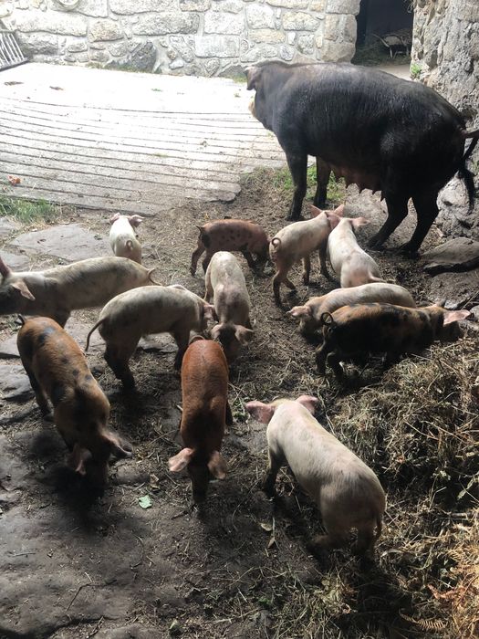Leitões para venda
