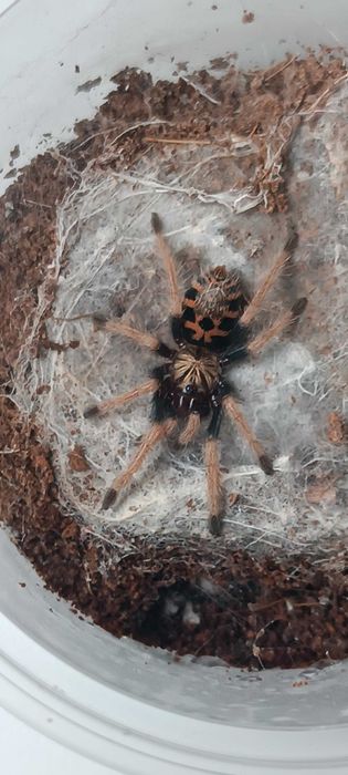 Chromatopelma cyaneopubescens L2