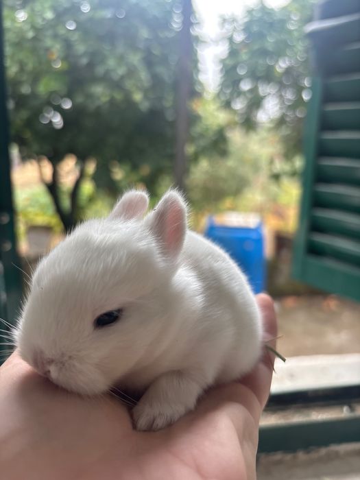 Coelho anão bebé branco lindo
