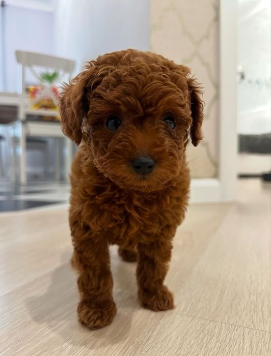 Той пудель — компактний компаньйон