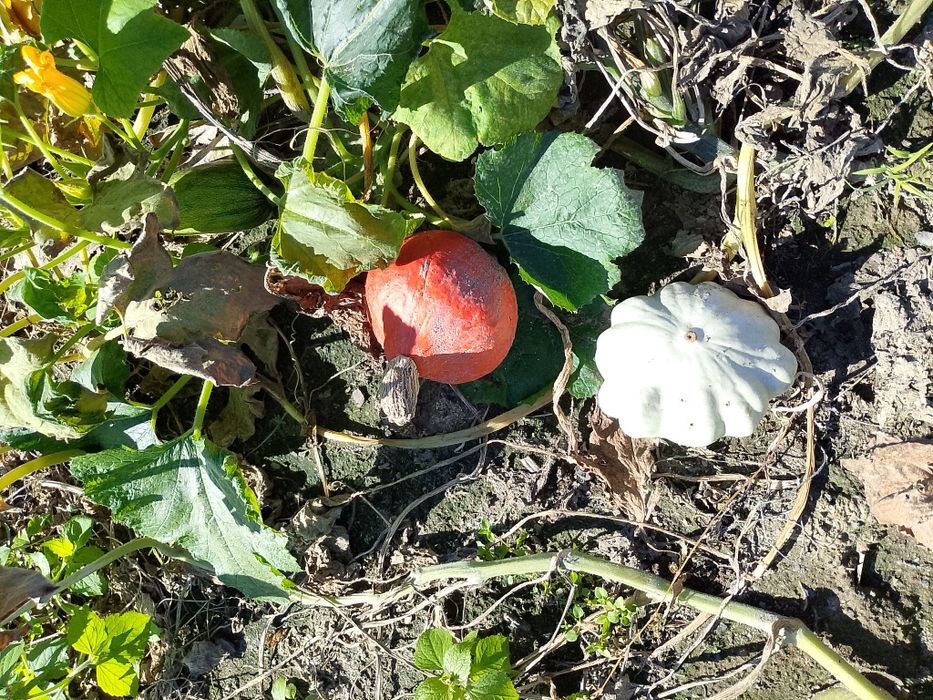 Dynia jadalna i ozdobna