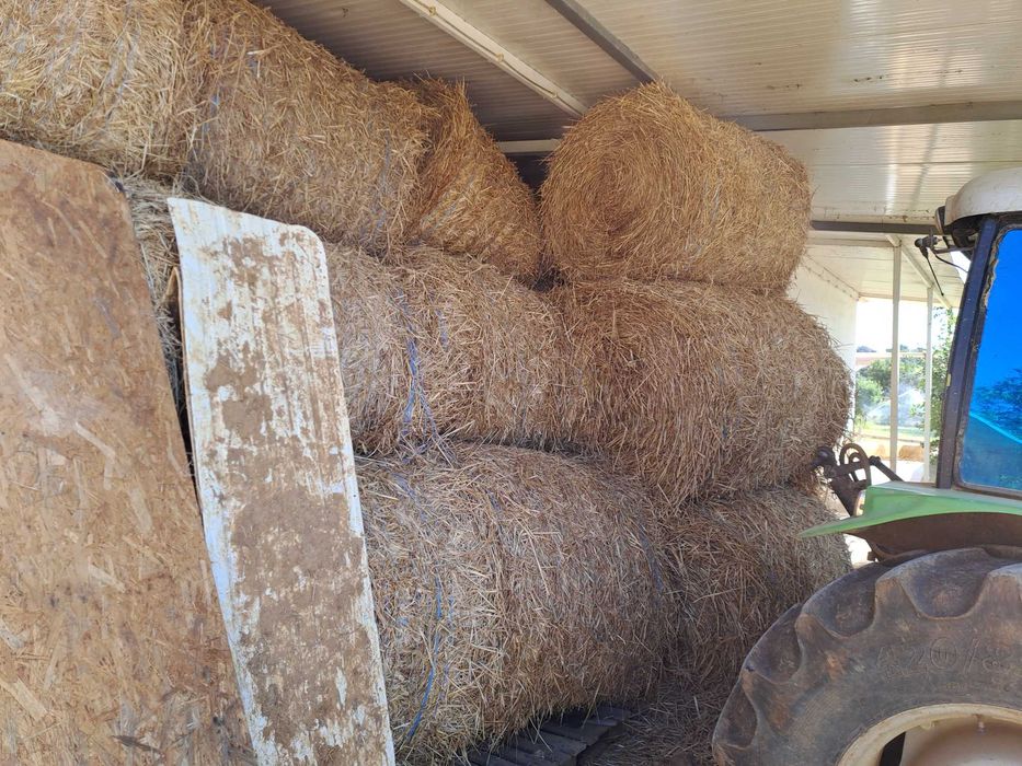 Feno deste ano à venda