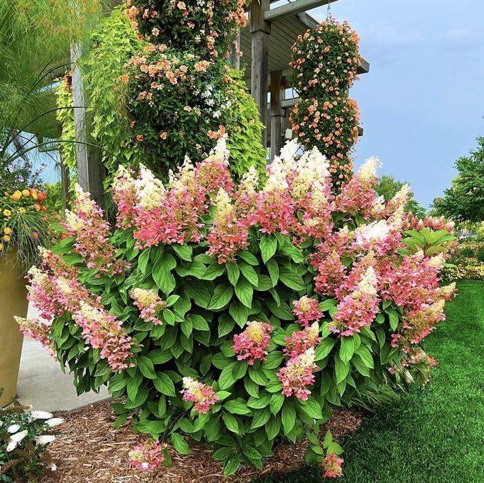 Hortensja "Pink diamont"